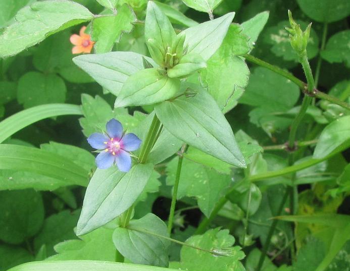 Lysimachia (=Anagallis) arvensis e Lysimachia sp.  (Primulaceae)